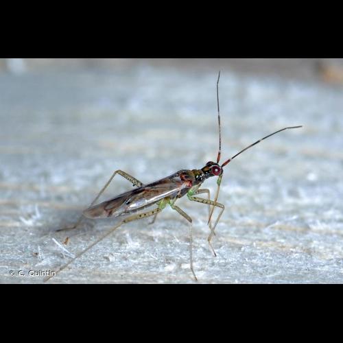 <i>Dicyphus epilobii</i> Reuter, 1883 © C. Quintin