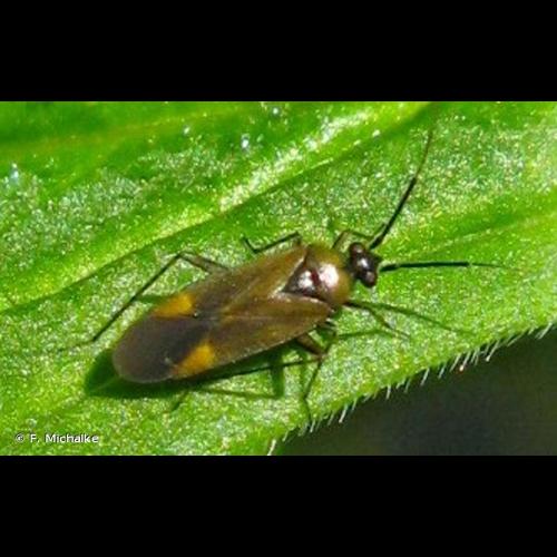 <i>Plagiognathus arbustorum</i> (Fabricius, 1794) © F. Michalke