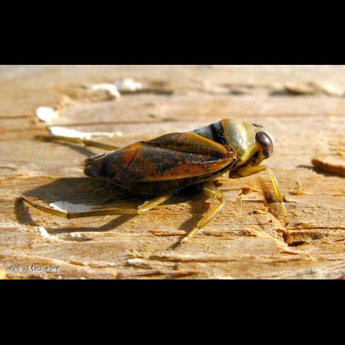 <i>Notonecta maculata</i> Fabricius, 1794 © F. Michalke