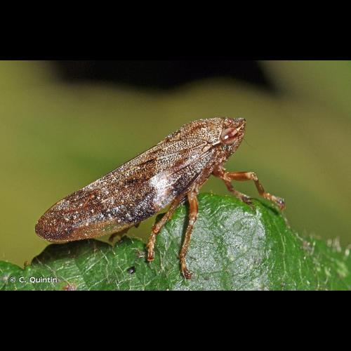 <i>Aphrophora alni</i> (Fallén, 1805) © C. Quintin