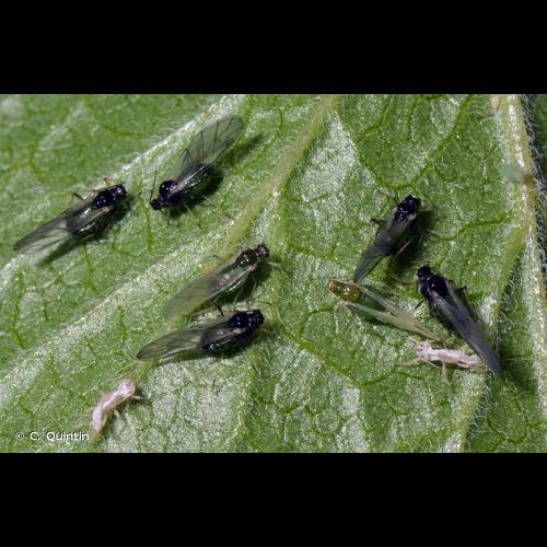 <i>Aphis grossulariae</i> Kaltenbach, 1843 &copy; C. Quintin