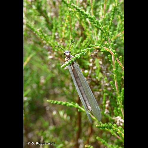 <i>Myrmeleon formicarius</i> Linnaeus, 1767 © O. Roquinarc'h