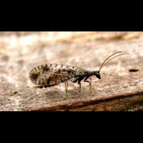 <i>Micromus variegatus</i> (Fabricius, 1793) © F. Michalke