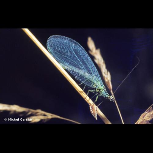 <i>Chrysopa perla</i> (Linnaeus, 1758) © Michel Garnier