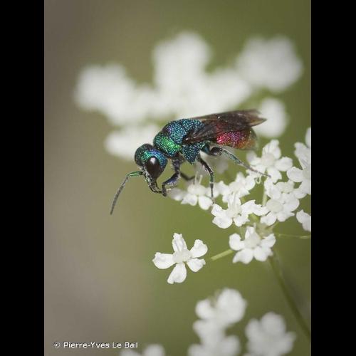 <i>Chrysis ignita</i> (Linnaeus, 1758) © Pierre-Yves Le Bail