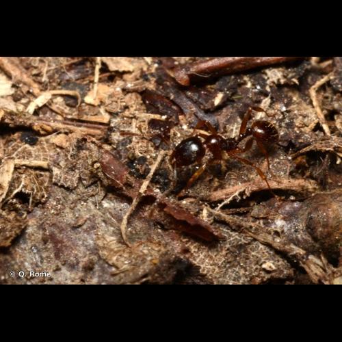 <i>Aphaenogaster subterranea</i> (Latreille, 1798) © Q. Rome