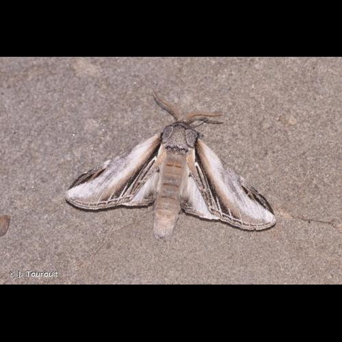 <i>Pheosia tremula</i> (Clerck, 1759) © J. Touroult