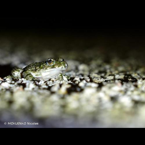 <i>Pelodytes punctatus</i> (Daudin, 1803) © MOKUENKO Nicolas