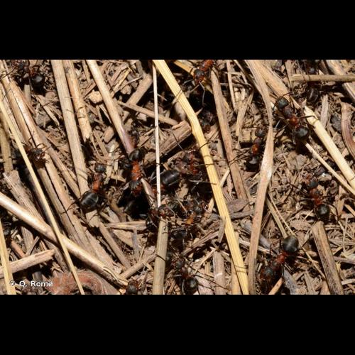 <i>Formica pratensis</i> Retzius, 1783 © Q. Rome
