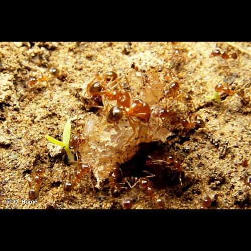 <i>Pheidole pallidula</i> (Nylander, 1849) © Q. Rome