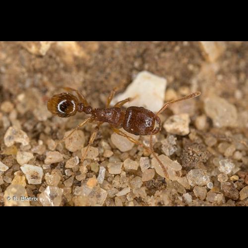 <i>Tetramorium semilaeve</i> André, 1883 © R. Blatrix