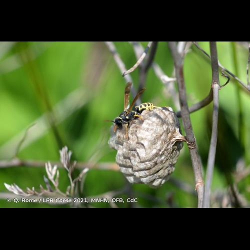 <i>Polistes gallicus</i> (Linnaeus, 1767) &copy; Q. Rome / LPR Corse 2021, MNHN, OFB, CdC
