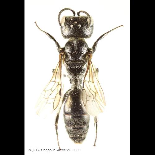 <i>Pemphredon lethifer</i> (Shuckard, 1837) s.l. © J.-D. Chapelin-Viscardi - LEE