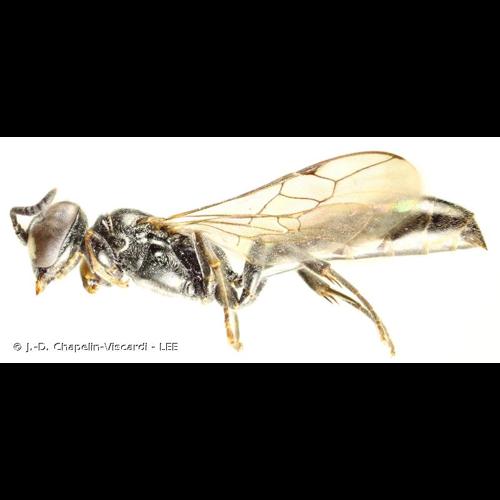 <i>Trypoxylon clavicerum</i> Lepeletier de Saint Fargeau & Audinet-Serville, 1828 © J.-D. Chapelin-Viscardi - LEE