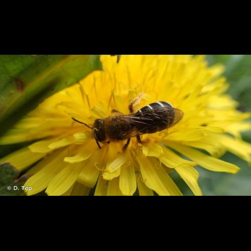 <i>Halictus rubicundus</i> (Christ, 1791) &copy; D. Top