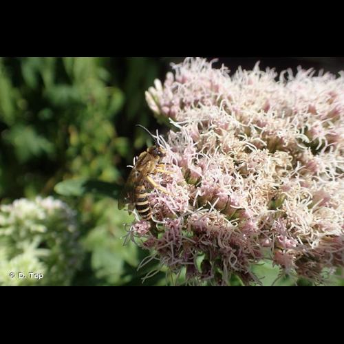 <i>Halictus scabiosae</i> (Rossi, 1790) © D. Top