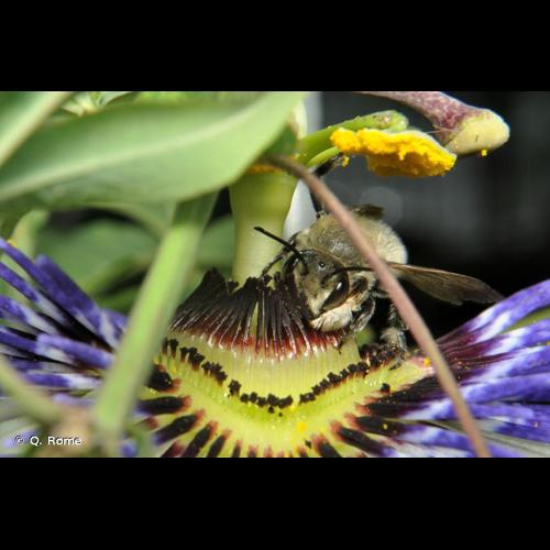 <i>Megachile willughbiella</i> (Kirby, 1802) © Q. Rome