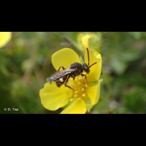 <i>Nomada flavoguttata</i> (Kirby, 1802) © D. Top