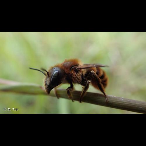 <i>Osmia aurulenta</i> (Panzer, 1799) © D. Top
