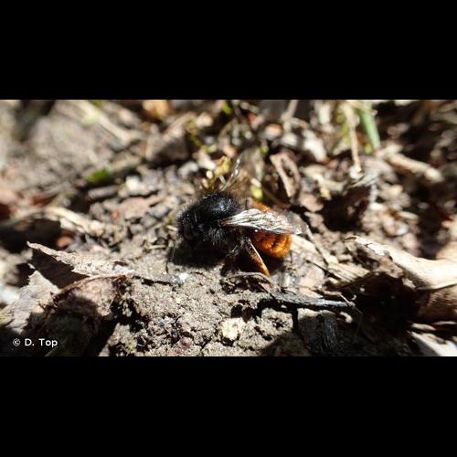 <i>Osmia bicolor</i> (Schrank, 1781) © D. Top