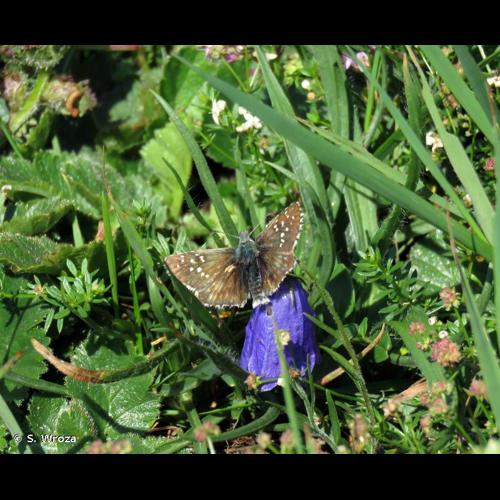 <i>Pyrgus serratulae</i> (Rambur, 1839) © S. Wroza