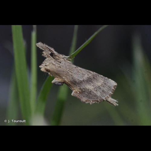 <i>Pterostoma palpina</i> (Clerck, 1759) © J. Touroult