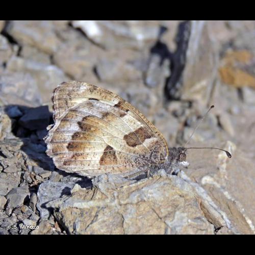 <i>Chazara briseis</i> (Linnaeus, 1764) © S. Wroza