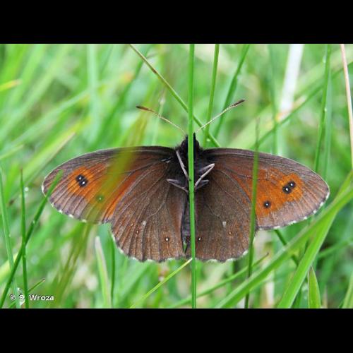 <i>Erebia euryale</i> (Esper, 1805) &copy; S. Wroza