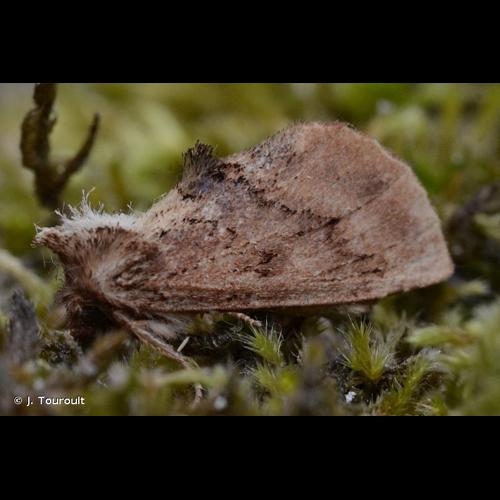 <i>Ptilodon capucina</i> (Linnaeus, 1758) &copy; J. Touroult