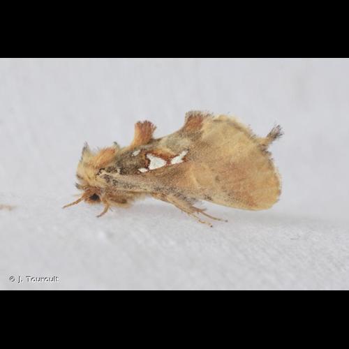 <i>Spatalia argentina</i> (Denis & Schiffermüller, 1775) © J. Touroult