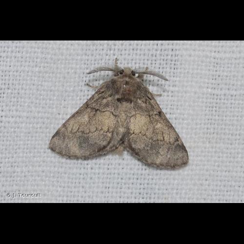 <i>Gluphisia crenata</i> (Esper, 1785) © J. Touroult