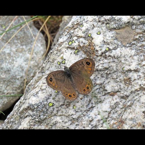 <i>Lasiommata petropolitana</i> (Fabricius, 1787) © S. Wroza