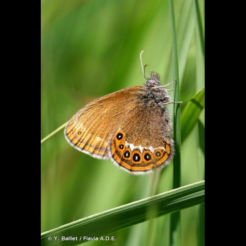 <i>Coenonympha hero</i> (Linnaeus, 1761) &copy; Y. Baillet / Flavia A.D.E.