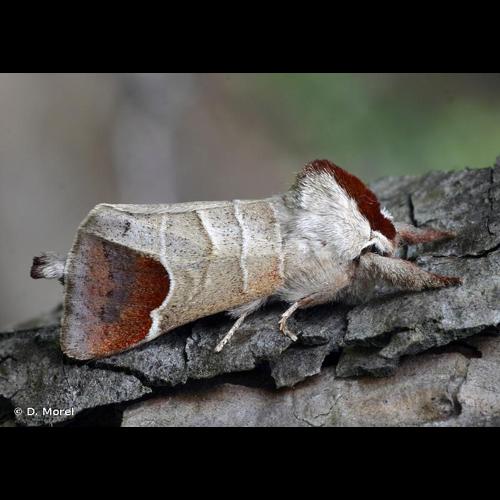 <i>Clostera curtula</i> (Linnaeus, 1758) © D. Morel