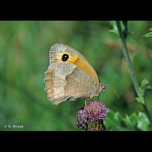 <i>Maniola jurtina jurtina</i> (Linnaeus, 1758) &copy; S. Wroza