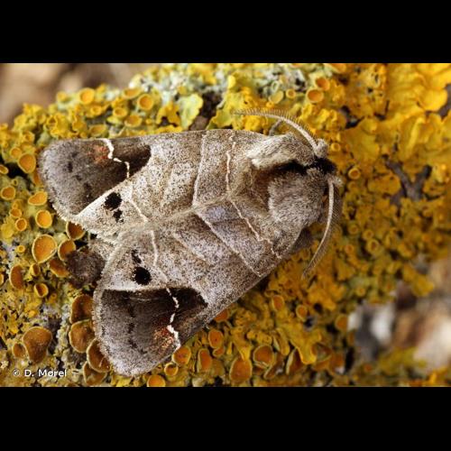 <i>Clostera anachoreta</i> (Denis & Schiffermüller, 1775) © D. Morel