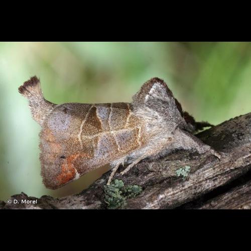 <i>Clostera pigra</i> (Hufnagel, 1766) © D. Morel