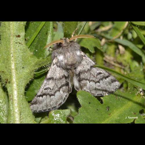 <i>Thaumetopoea pityocampa</i> (Denis & Schiffermüller, 1775) © J. Touroult