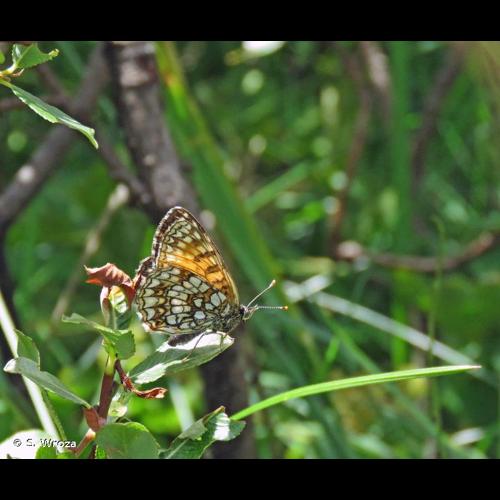 <i>Melitaea diamina</i> (Lang, 1789) © S. Wroza