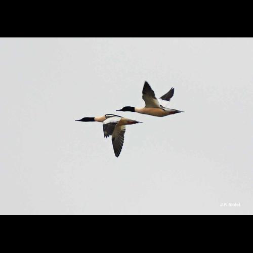 <i>Mergus merganser</i> Linnaeus, 1758 © J.P. Siblet