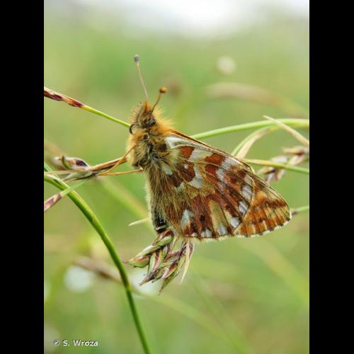 <i>Boloria pales</i> (Denis & Schiffermüller, 1775) © S. Wroza