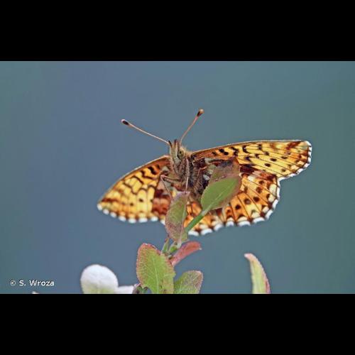<i>Boloria aquilonaris</i> (Stichel, 1908) © S. Wroza