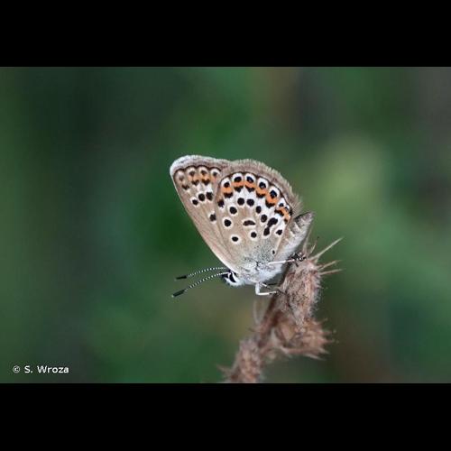 <i>Plebejus idas</i> (Linnaeus, 1761) © S. Wroza