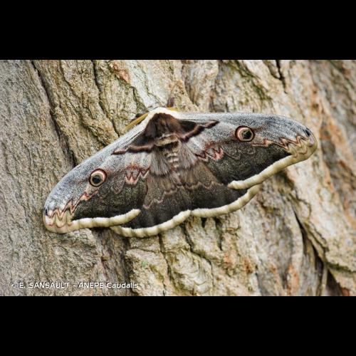 <i>Saturnia pyri</i> (Denis & Schiffermüller, 1775) © E. SANSAULT - ANEPE Caudalis