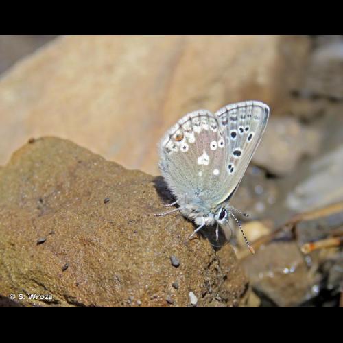 <i>Agriades glandon</i> (Prunner, 1798) &copy; S. Wroza