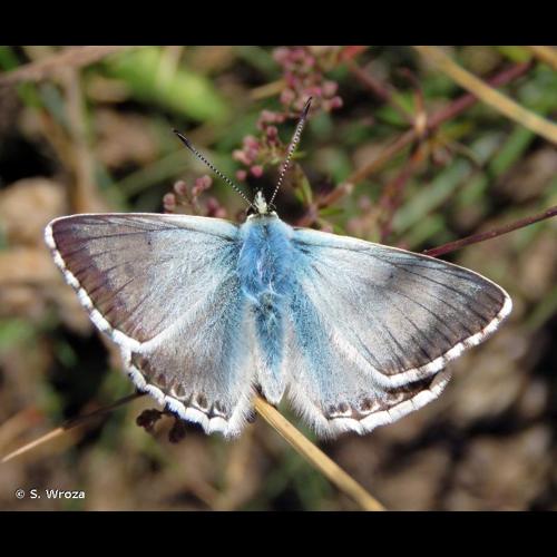 <i>Lysandra coridon</i> (Poda, 1761) &copy; S. Wroza