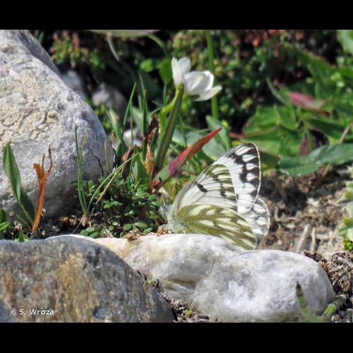 <i>Pontia callidice</i> (Hübner, 1800) &copy; S. Wroza