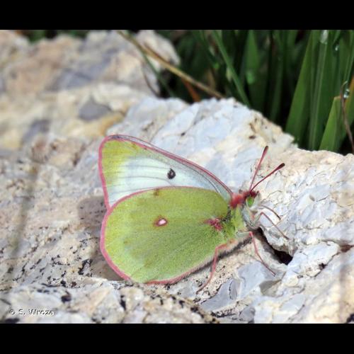 <i>Colias phicomone</i> (Esper, 1780) © S. Wroza