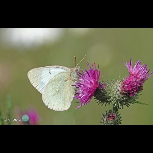 <i>Colias palaeno</i> (Linnaeus, 1761) &copy; S. Wroza