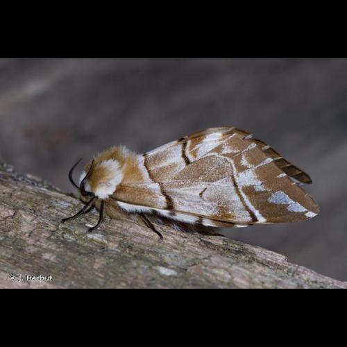 <i>Endromis versicolora</i> (Linnaeus, 1758) © J. Barbut